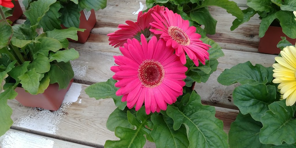 Sunrise Gardens | 3605 Lapeer Rd, Port Huron, MI 48060, USA | Phone: (810) 985-3531