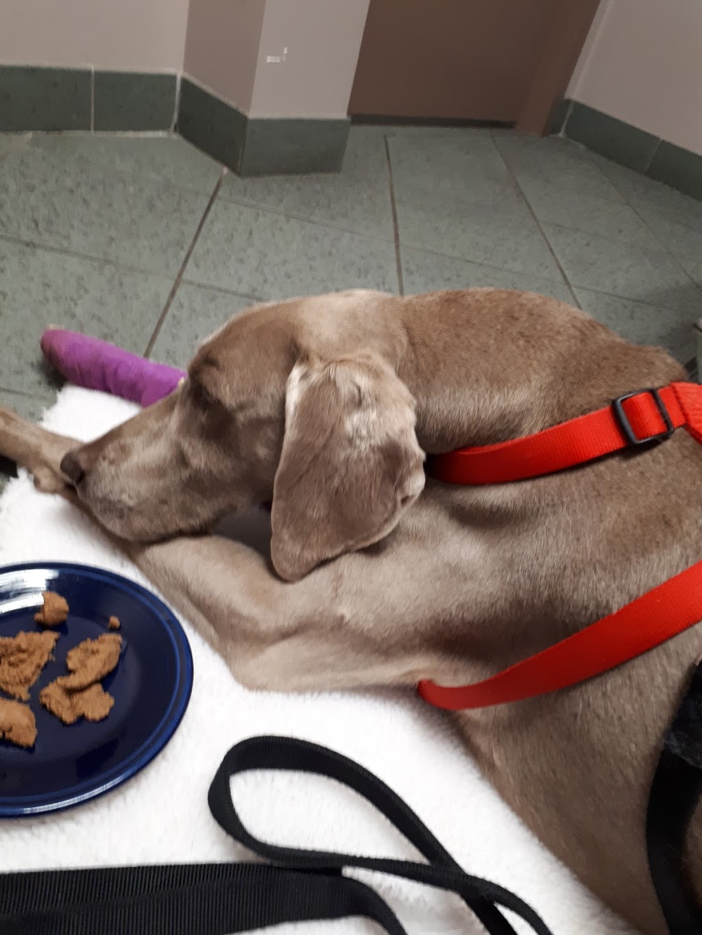 Burlington Veterinary Emergency & Referral Hospital | 775 Woodview Rd, Burlington, ON L7N 3S1, Canada | Phone: (905) 637-8111