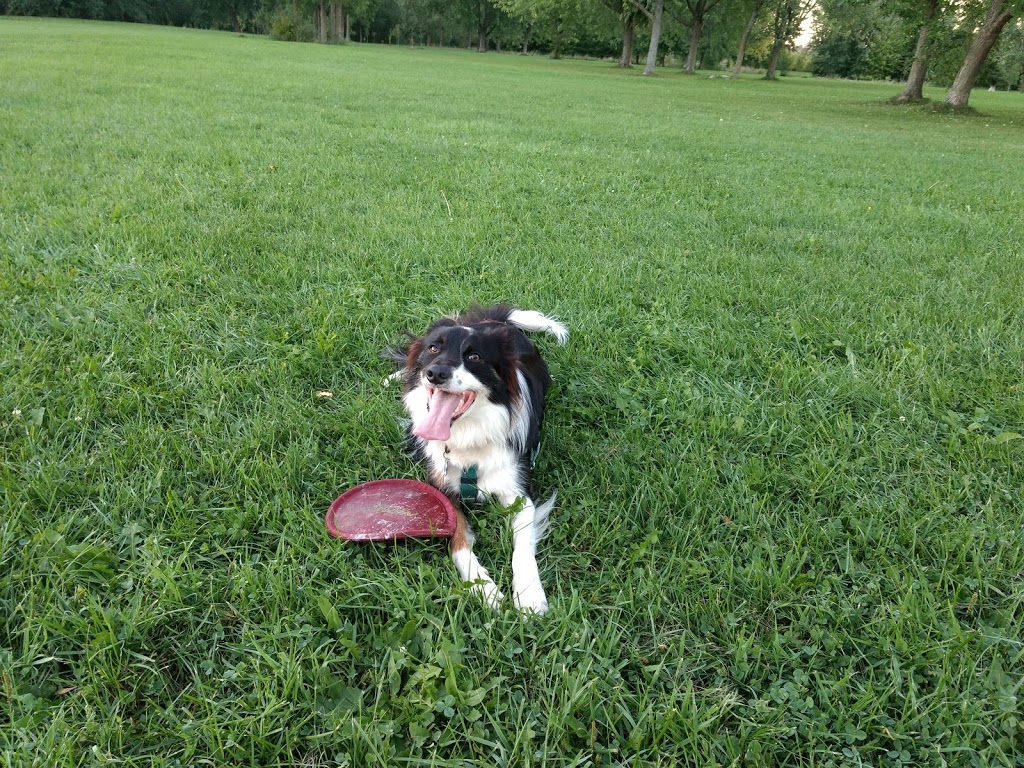 Carolines Dog Training | Barrhaven, Ottawa, ON K2J 3V2, Canada | Phone: (343) 540-9973