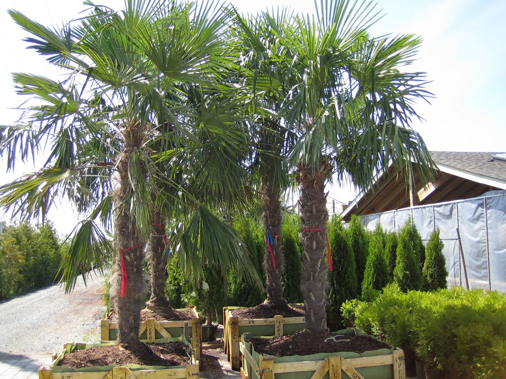 Tri-Star Nurseries & Landscape Supplies Ltd. | 5047 184 St, Surrey, BC V3X 1B5, Canada | Phone: (604) 576-6732