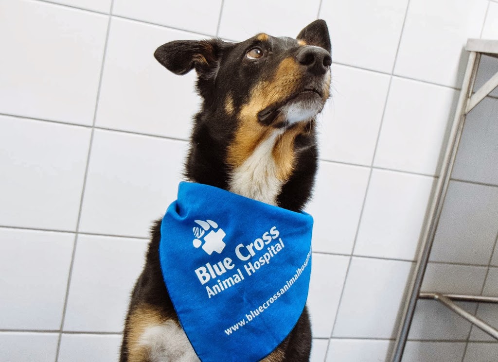 Blue Cross Animal Hospital | 132 Danforth Ave, Toronto, ON M4K 1N1, Canada | Phone: (416) 469-1121