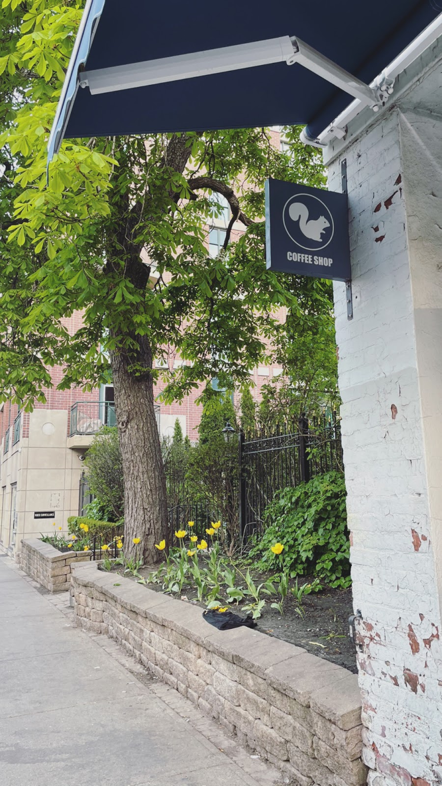 White Squirrel Coffee Shop | 907 Queen St W, Toronto, ON M6J 1G5, Canada | Phone: (647) 428-4478