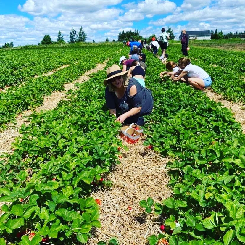 Les Petits Fruits de Pré den Haut | 839 Pré DEn Haut St, Memramcook, NB E4K 1K8, Canada | Phone: (506) 758-0987