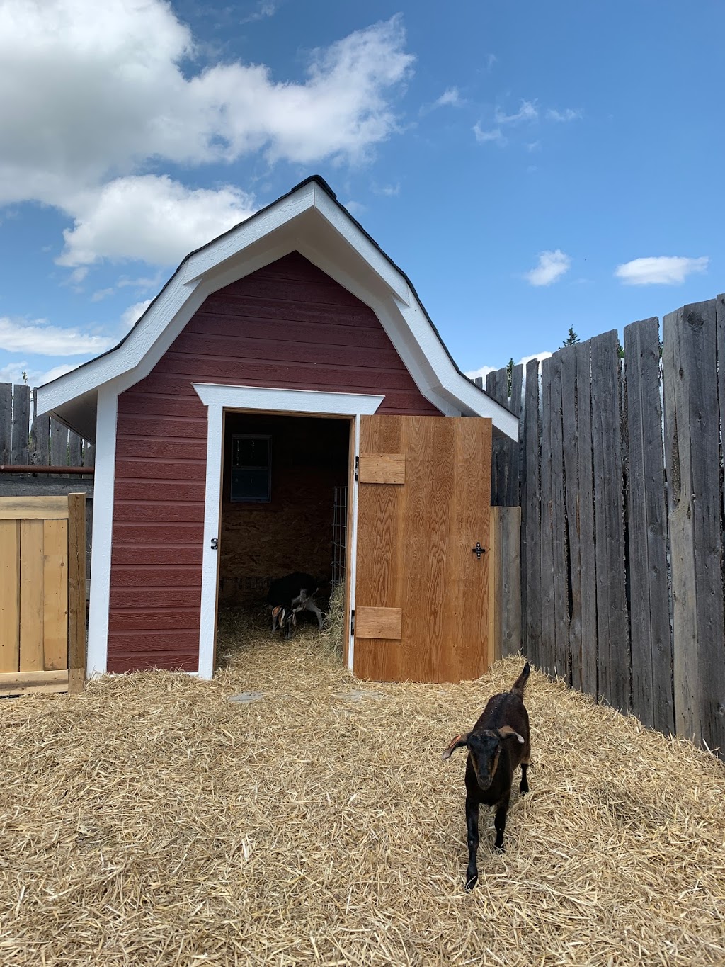 Hollys Green House | 423016 Range Rd 34, Box 1478, Rimbey, AB T0C 2J0, Canada | Phone: (403) 843-2892