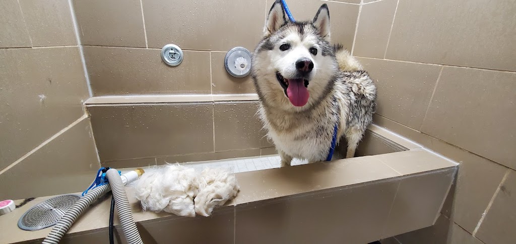 Pawchic Grooming | 633419 ON-10 unit c3, Mono, ON L9W 6Z1, Canada | Phone: (647) 746-6658