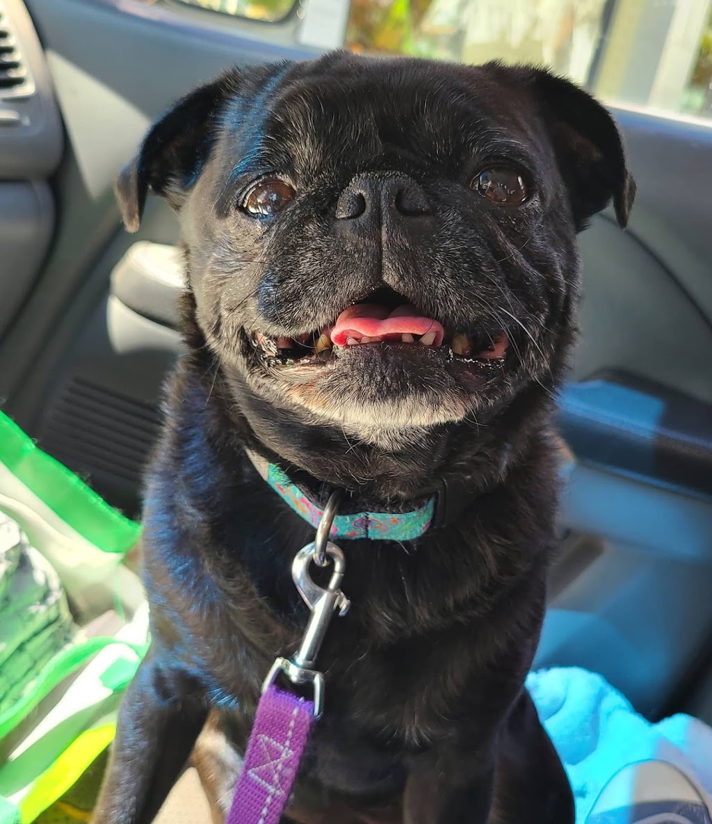 Dog Days Dog Walking | Crescent Rd, Surrey, BC V4A 5R7, Canada | Phone: (506) 470-8856