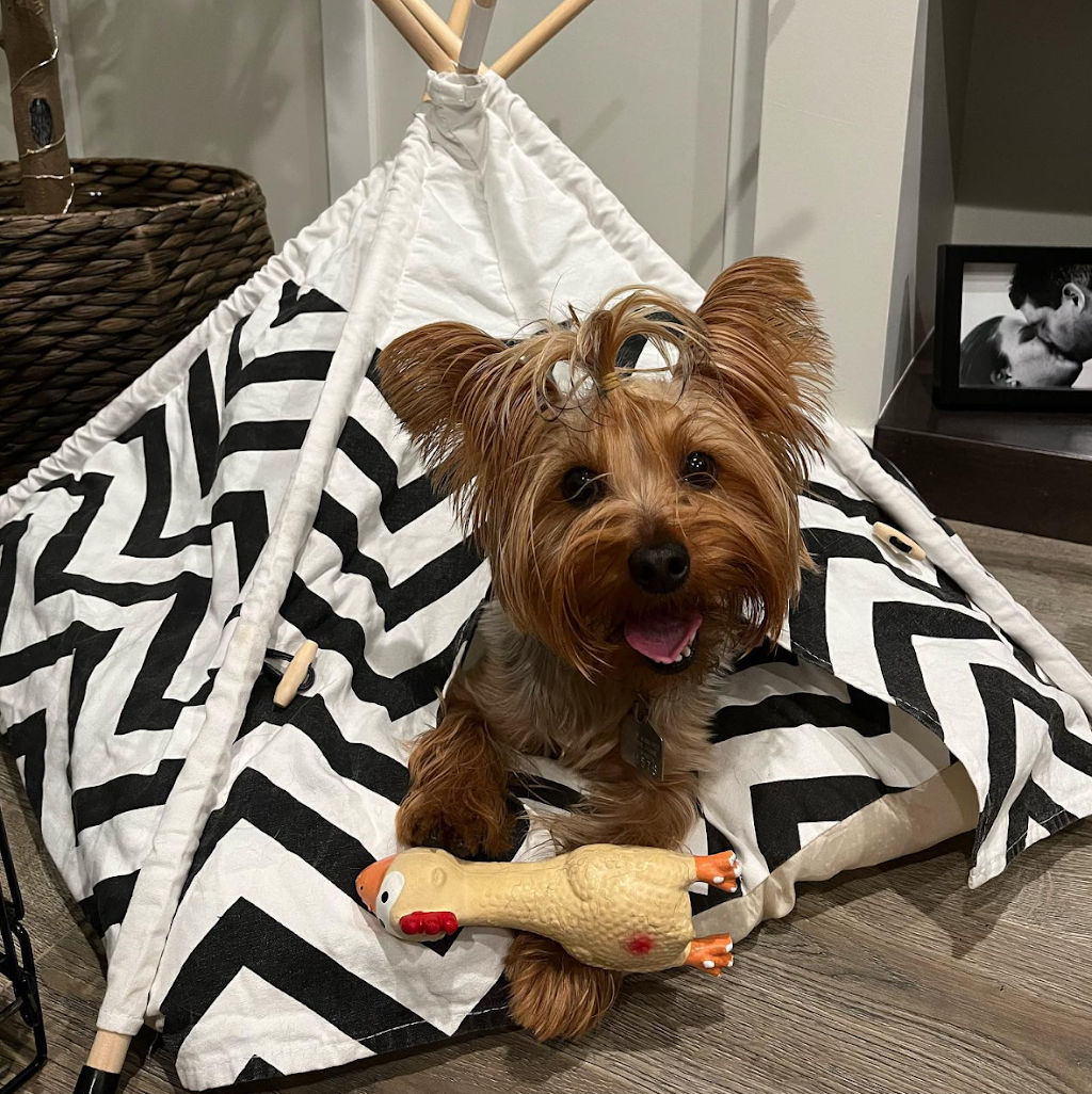 Castelos Dog Grooming | 23 Wheatgrass Ln, Winnipeg, MB R0G 2W0, Canada | Phone: (204) 599-9043