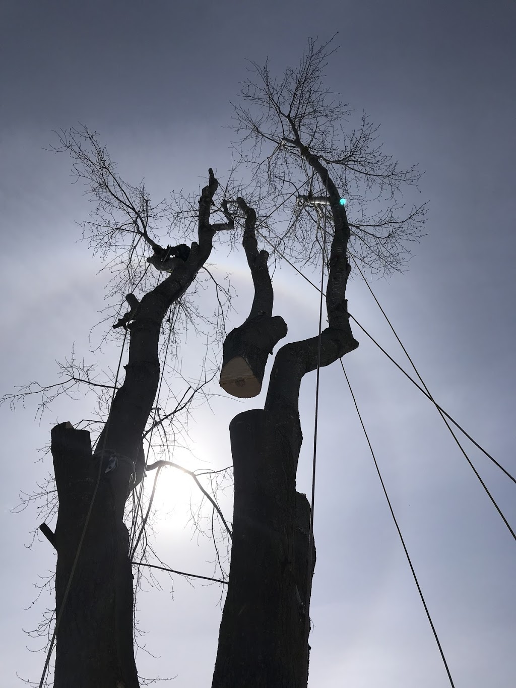ArborView Tree Care | 1082 Kelson Rd, Minden, ON K0M 2K0, Canada | Phone: (705) 455-2008
