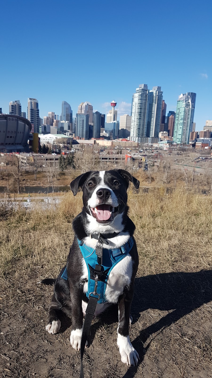 Ramsay Hill | 1901 Salisbury St SE, Calgary, AB T2G 4K1, Canada