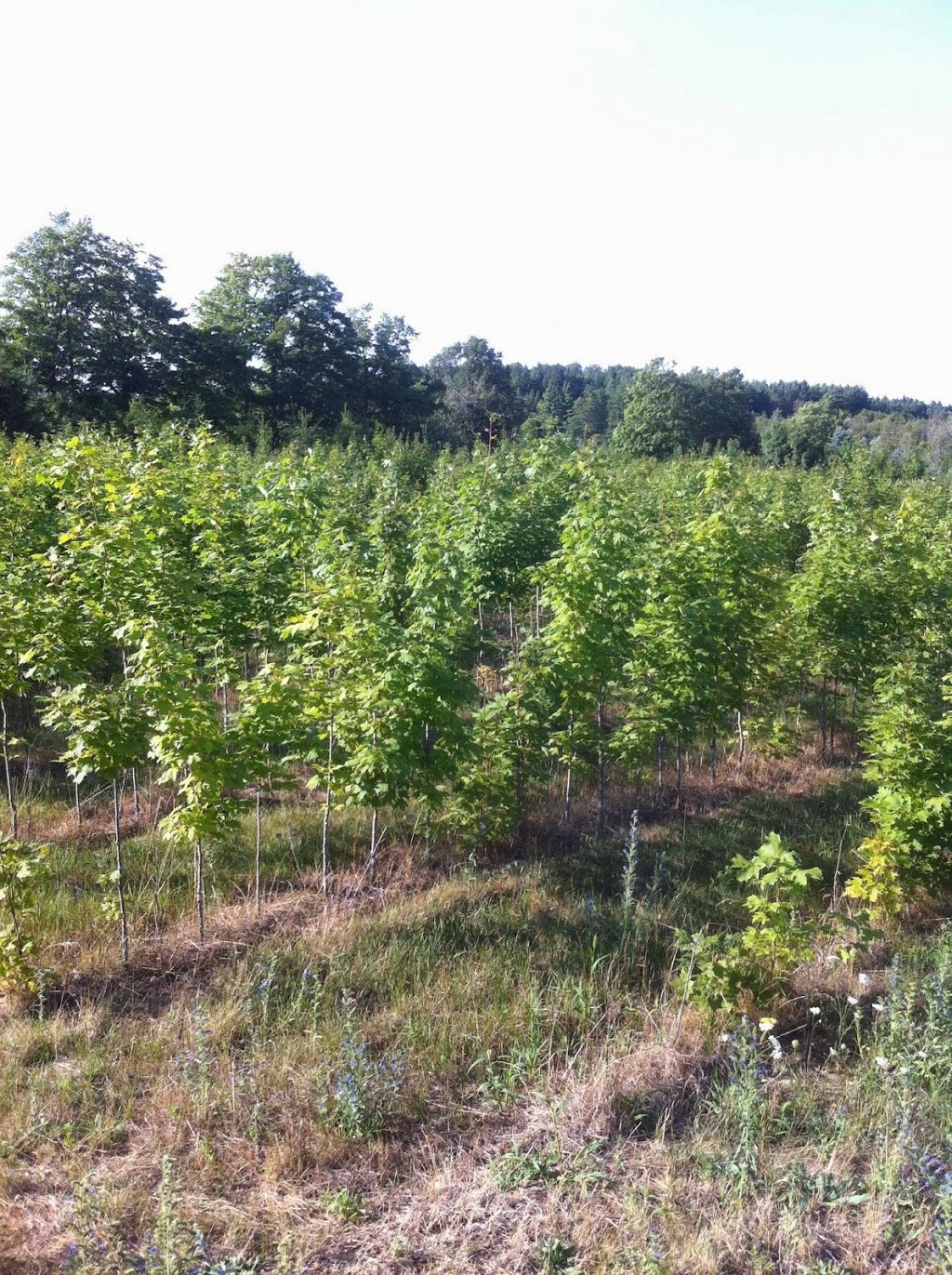 Travelling Trees Ltd | 6144 7 Line, Belwood, ON N0B 1J0, Canada | Phone: (519) 831-6094