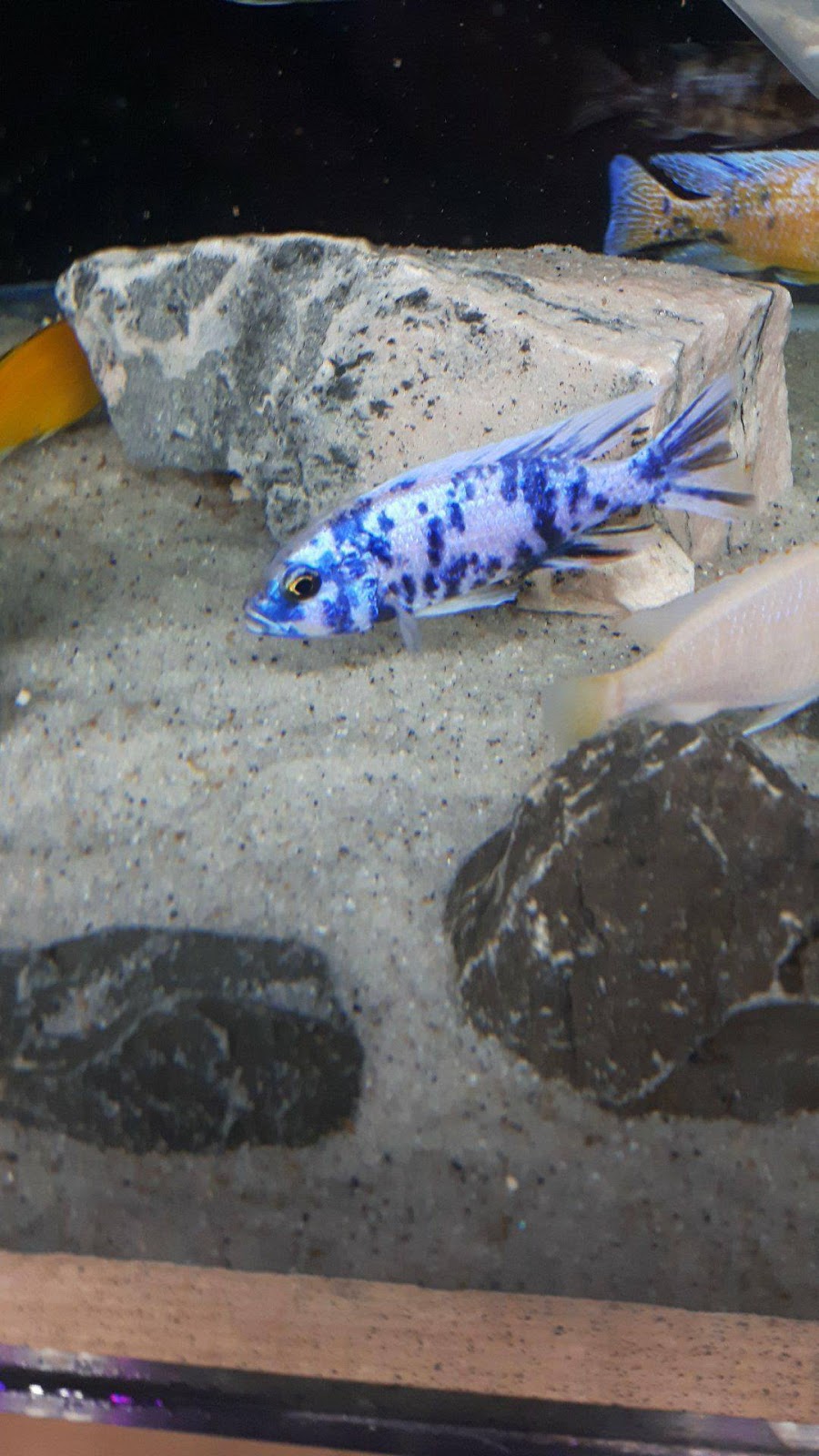 Mohawk Cichlids | Deserontyon Dr, Deseronto, ON K0K 1X0, Canada | Phone: (613) 604-3401
