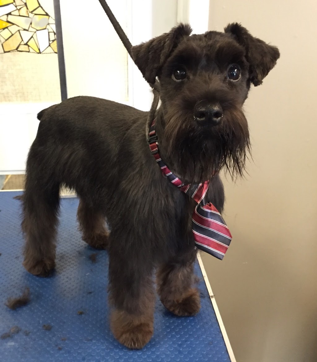Dogfather Grooming | 2817 Bishop Mountain Rd, Kingston, NS B0P 1R0, Canada | Phone: (782) 352-1051