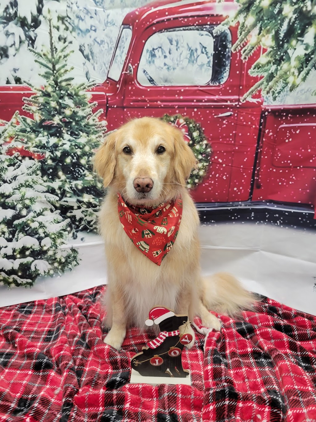 pampered Pups by jamie | 838 Development Dr, Kingston, ON K7M 5V7, Canada | Phone: (613) 983-3889