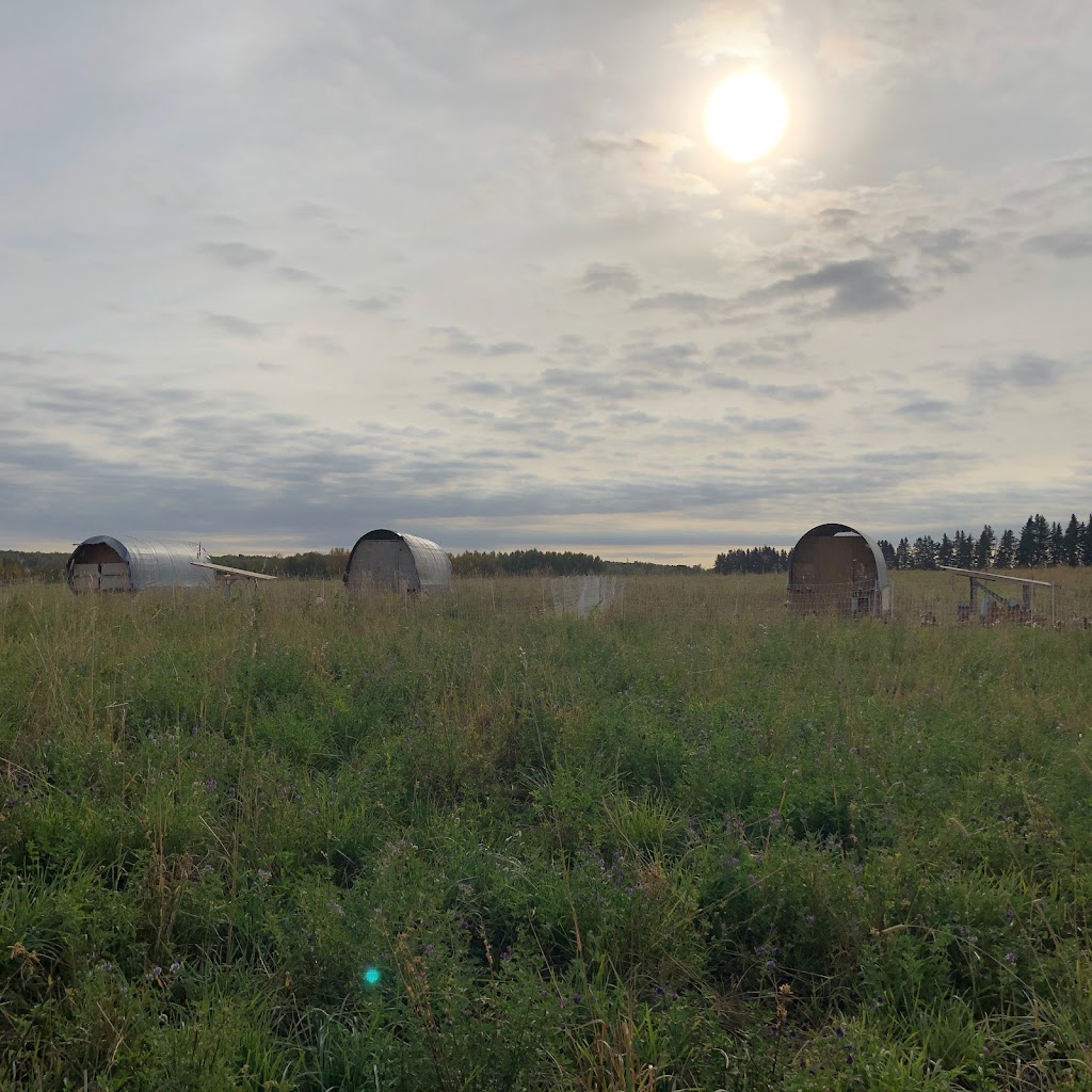 Happiness By The Acre | 2168 TWP 304, Didsbury, AB T0M 0W0, Canada | Phone: (403) 796-8293