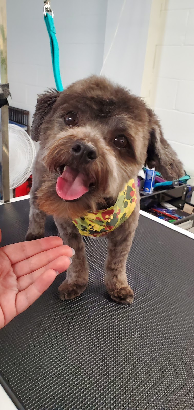 Pawchic Grooming | 633419 ON-10 unit c3, Mono, ON L9W 6Z1, Canada | Phone: (647) 746-6658