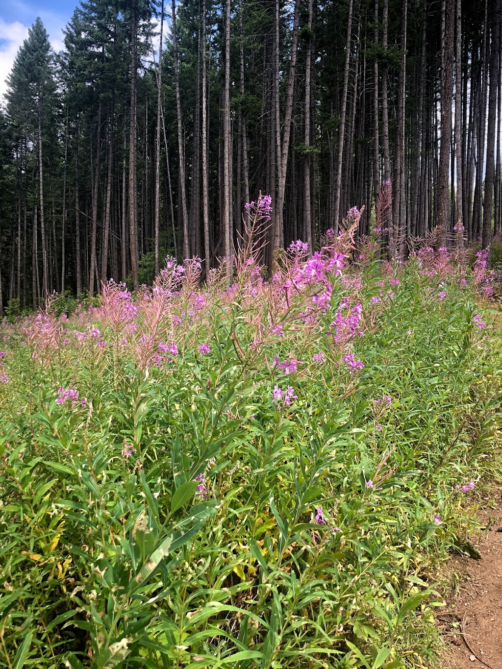 Pileated Woods Trail System | 870 Auto Rd SE, Salmon Arm, BC V1E 4J8, Canada | Phone: (250) 832-8103