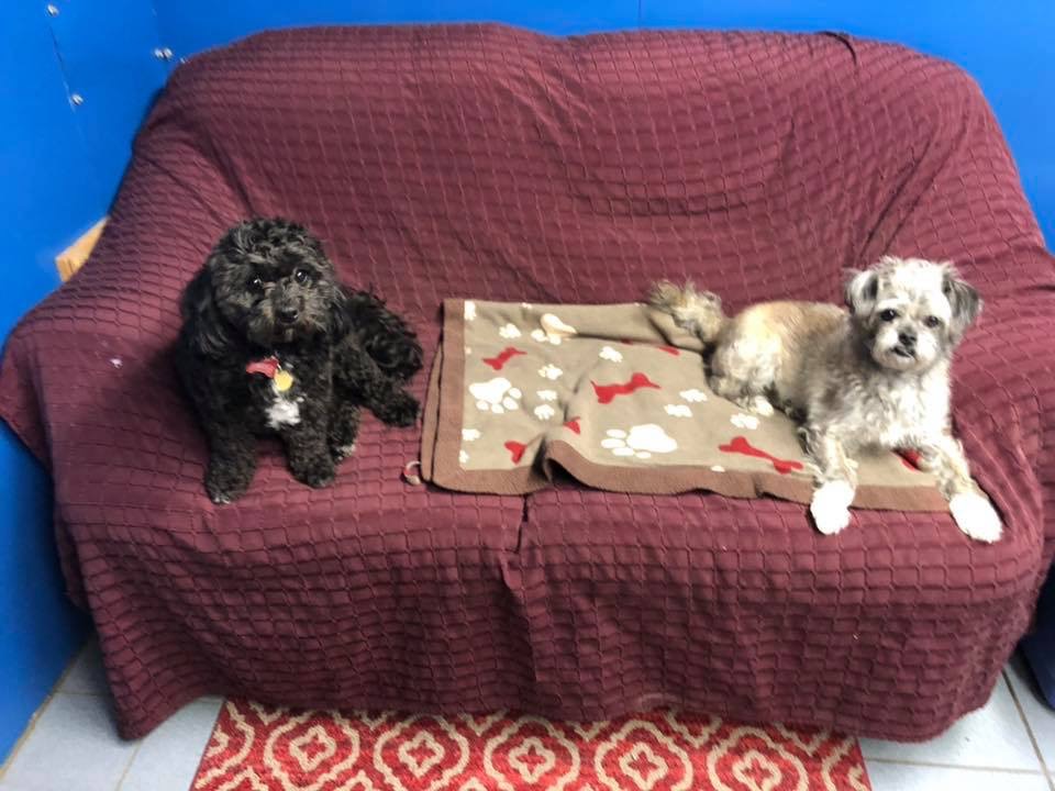 Kellys Kountry Kennels | Township Rd 104 & Range Rd 23-4, Nobleford, AB T0L 1S0, Canada | Phone: (403) 824-3905