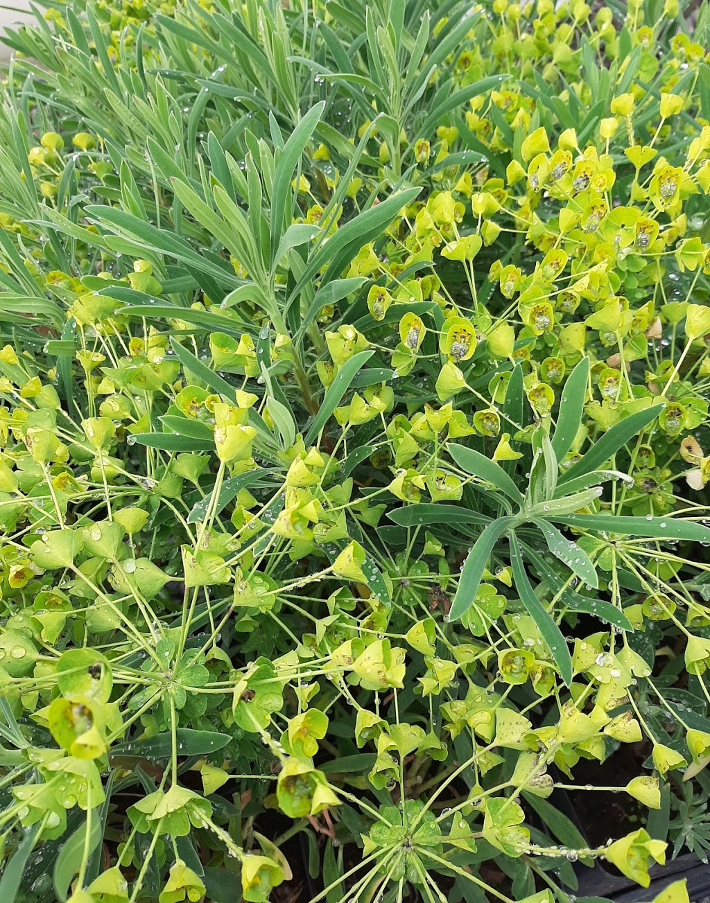 Sekhon & Sons Nursery dba Piroche Plants | 20542 McNeil Rd, Pitt Meadows, BC V3Y 2T9, Canada | Phone: (604) 465-7101
