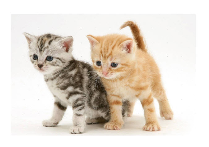 Meadow Brook Cat Clinic Ltd | 111-3200 Westwood St, Port Coquitlam, BC V3C 6C7, Canada | Phone: (604) 944-7297