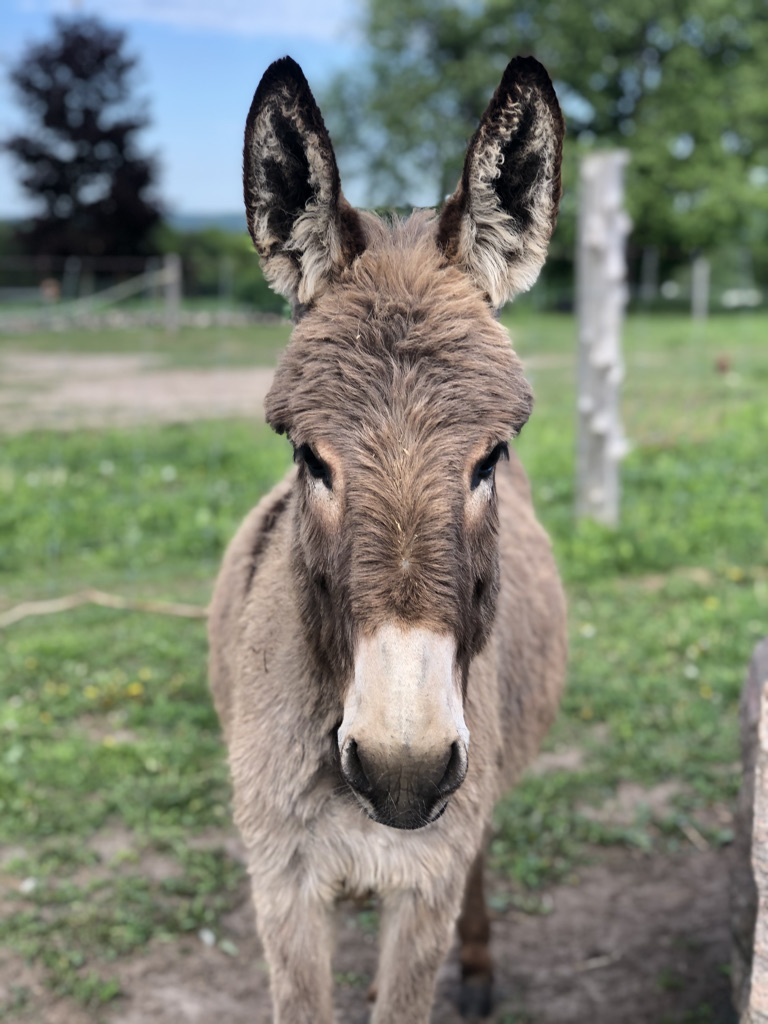 Shakell Farms | 4274 Penetanguishene Rd, Hillsdale, ON L0L 1V0, Canada | Phone: (705) 828-0524