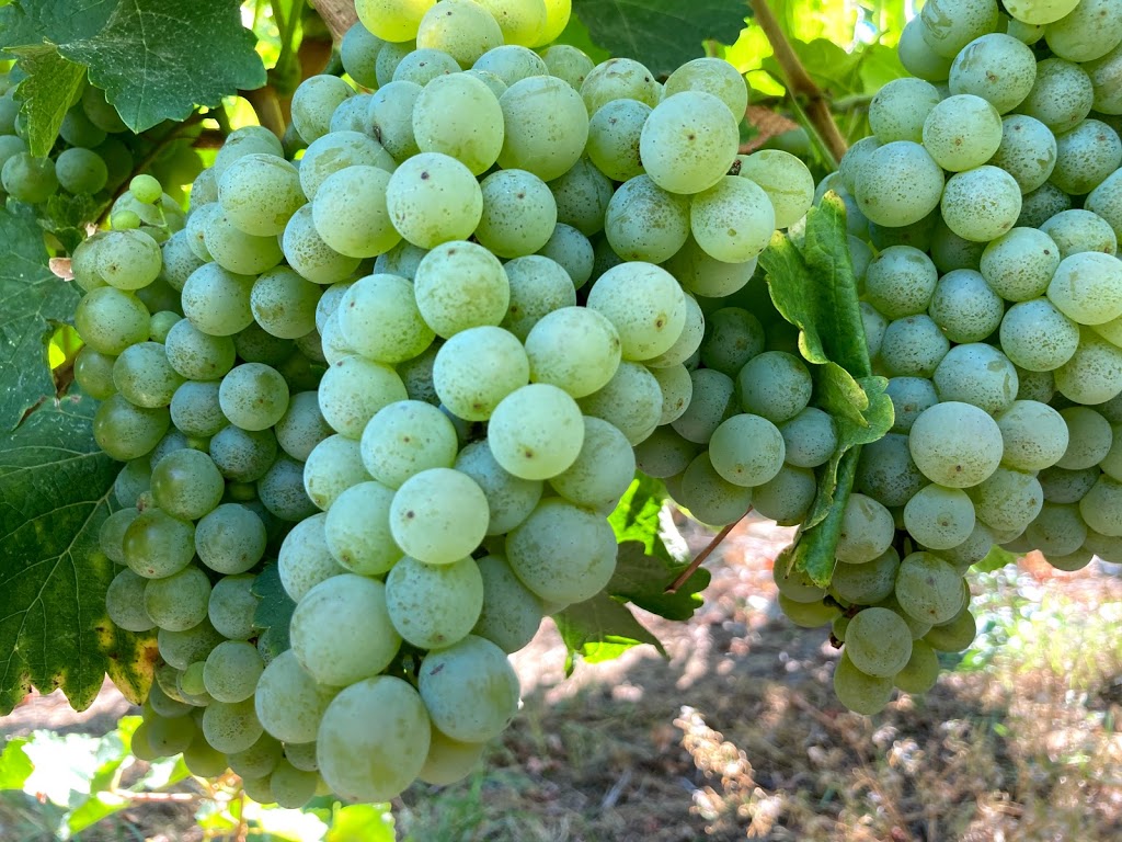 Gold Hill Winery | 3502 Fruitvale Way, Oliver, BC V0H 1T1, Canada | Phone: (250) 495-8152