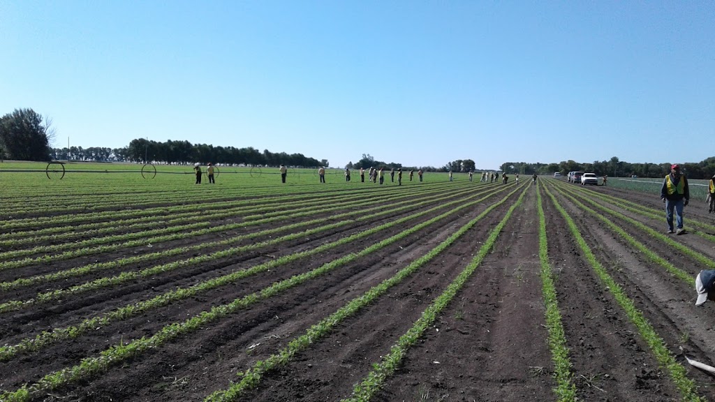 Connerys Riverdale Farms Ltd | 36136 PR 240, Portage la Prairie, MB R1N 3A3, Canada | Phone: (204) 428-3188