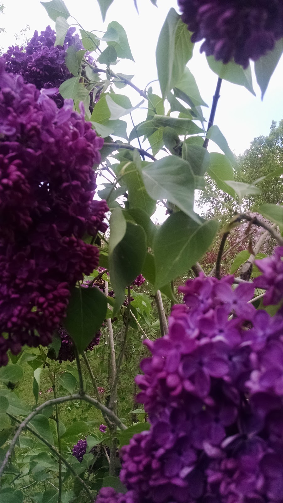 Lilac Gardens of Lindsay | 283-319 Logie St, Lindsay, ON K9V 4R5, Canada | Phone: (705) 878-1810