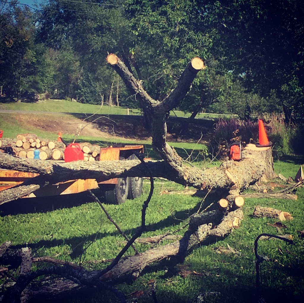 Tree Problems ? Tree Services ! | 851 A Rainbow Rd, Salt Spring Island, BC V8K 2M8, Canada | Phone: (250) 537-9897