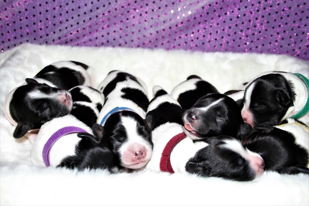 Schapendoes Of Messy Hair Kennels | 19 Mill St E, Tottenham, ON L0G 1W0, Canada | Phone: (905) 936-5986