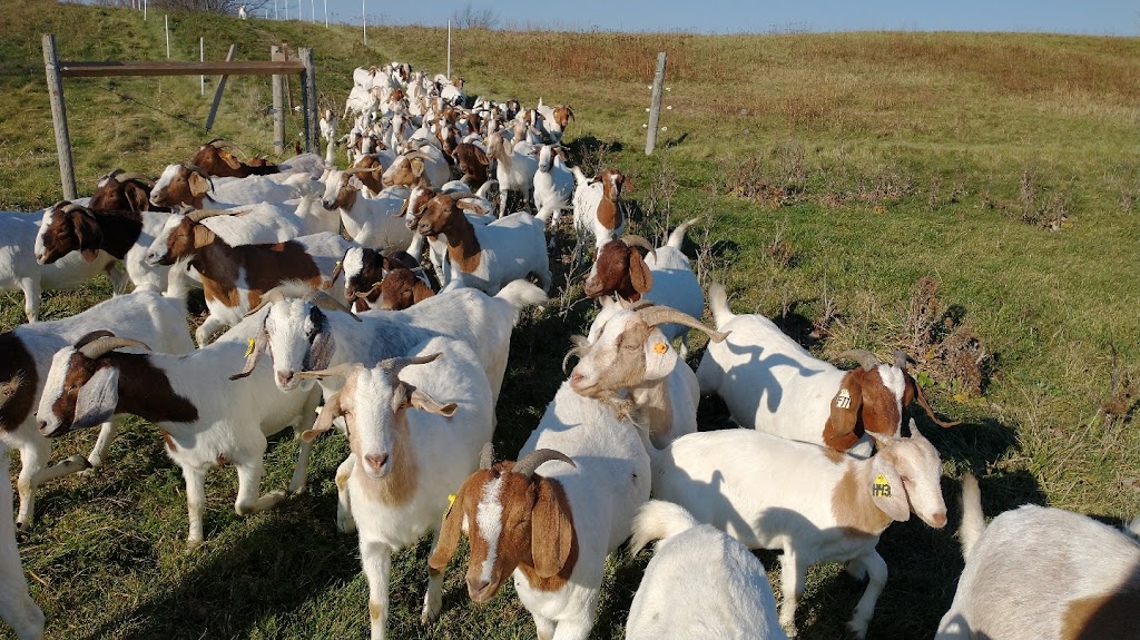 Big Creek Goats | 1438 Brant County Hwy 54, Caledonia, ON N3W 2G9, Canada | Phone: (905) 981-1789