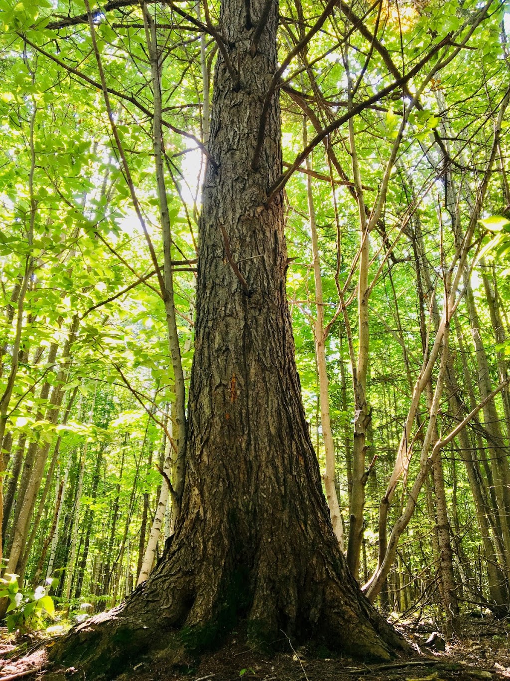 Ressources Forestières Biotiques Inc | 965 Route Principale, Sainte-Mélanie, QC J0K 3A0, Canada | Phone: (450) 960-2130
