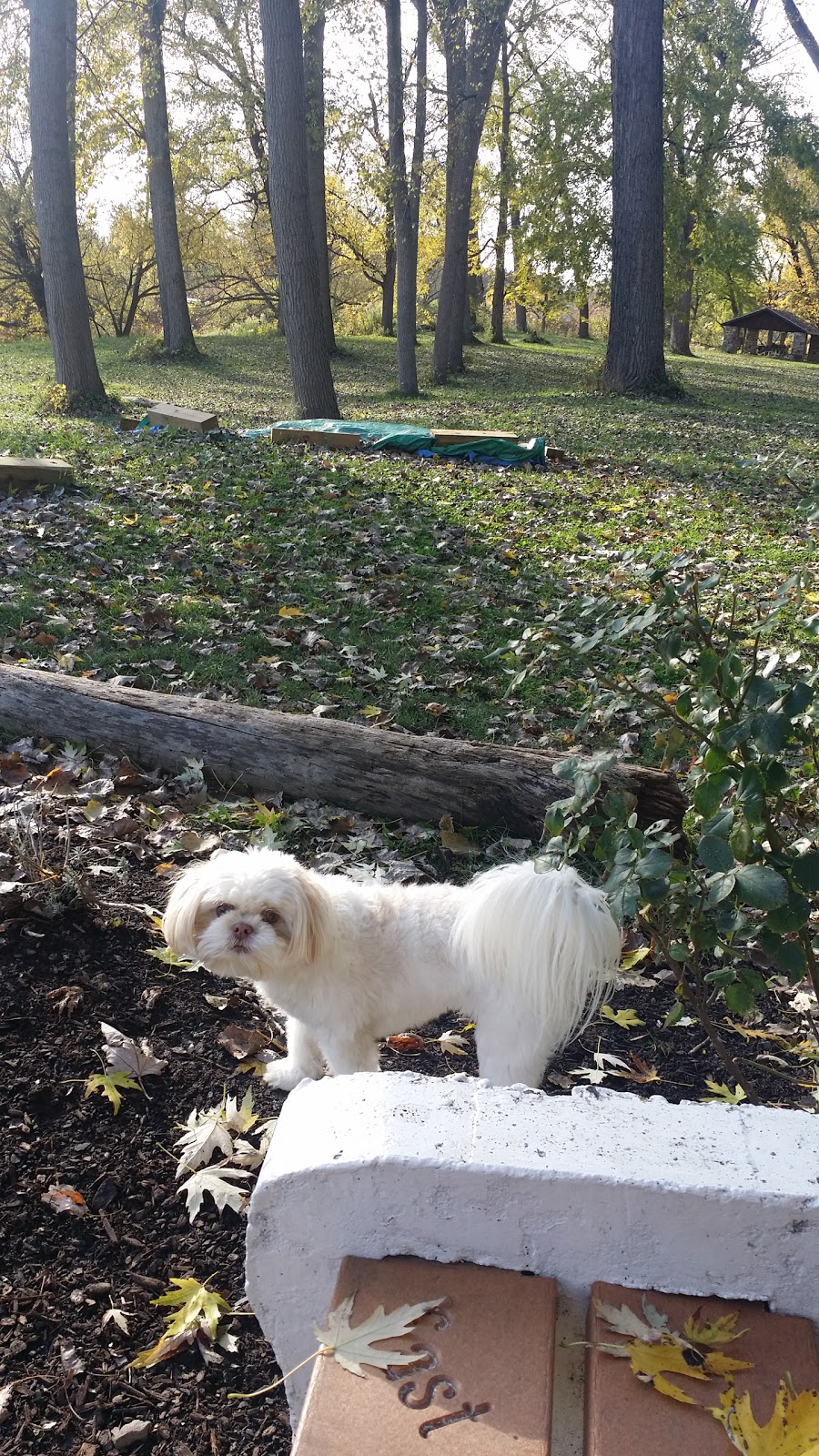 Dog Walking Island | 52 14150, 60 Creekside Dr, Tonawanda, NY 14150, USA