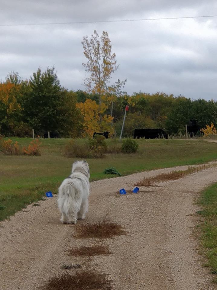 Invisible Fence Brand of Saskatchewan | 2426 York Ave, Saskatoon, SK S7J 1J7, Canada | Phone: (306) 715-8832