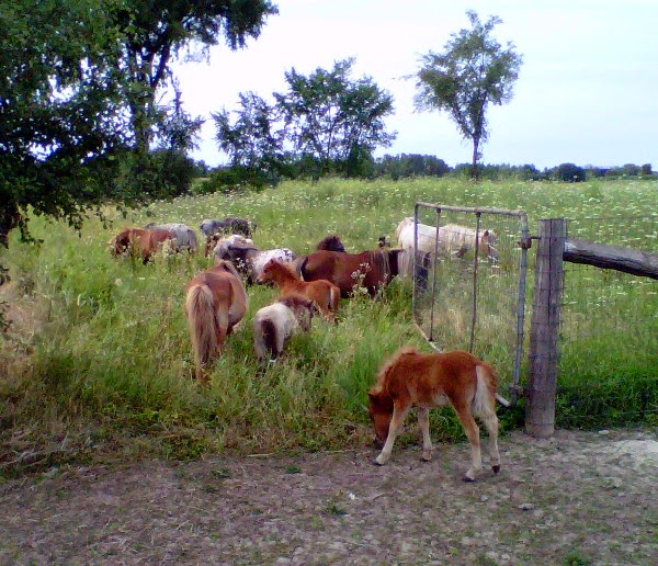 Lake Ridge Farm Miniature Horses | 21751 Simcoe St, Seagrave, ON L0C 1G0, Canada | Phone: (905) 985-4600