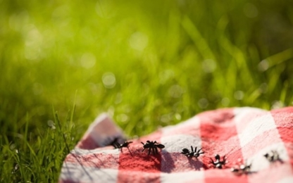 Park Pest Control | 51044 Range Rd 205, Sherwood Park, AB T8G 1E5, Canada | Phone: (780) 446-7428