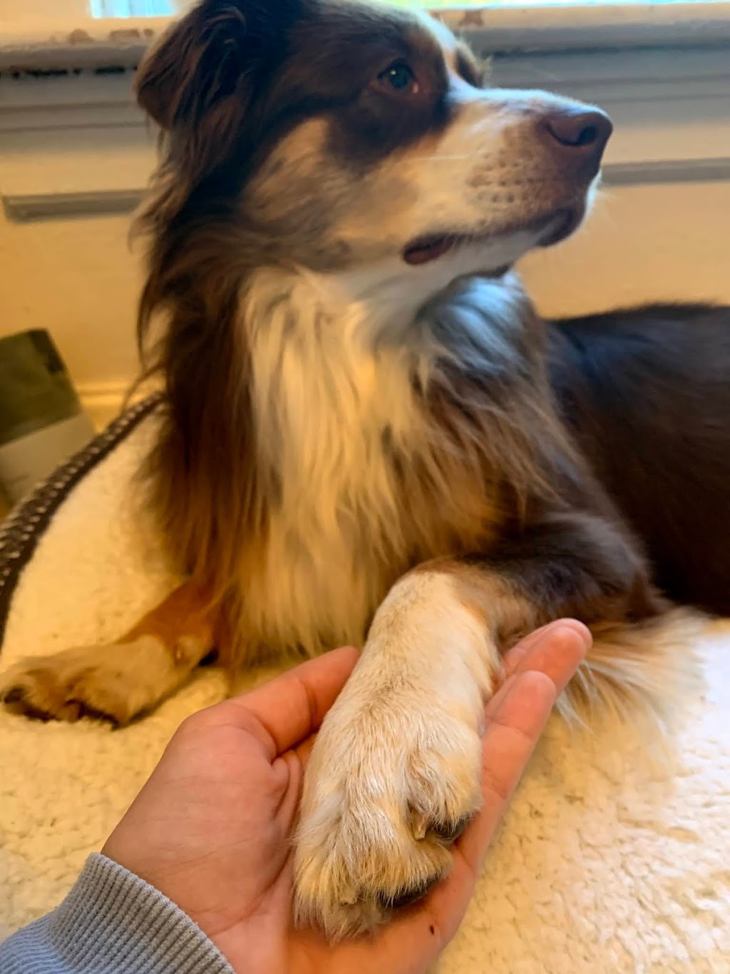 All About Grooming | 727 Speedvale Ave W, Guelph, ON N1K 1E6, Canada | Phone: (519) 824-2724