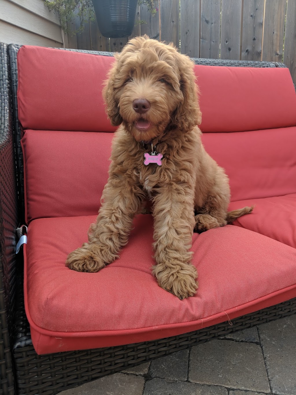Misty Pines Kennel | 5638 Line 60, Monkton, ON N0K 1P0, Canada | Phone: (519) 465-7687