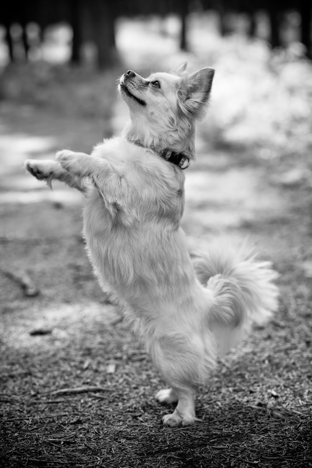 Landing Animal Clinic | 1600 90 Ave SW c155, Calgary, AB T2V 5A8, Canada | Phone: (403) 255-7735