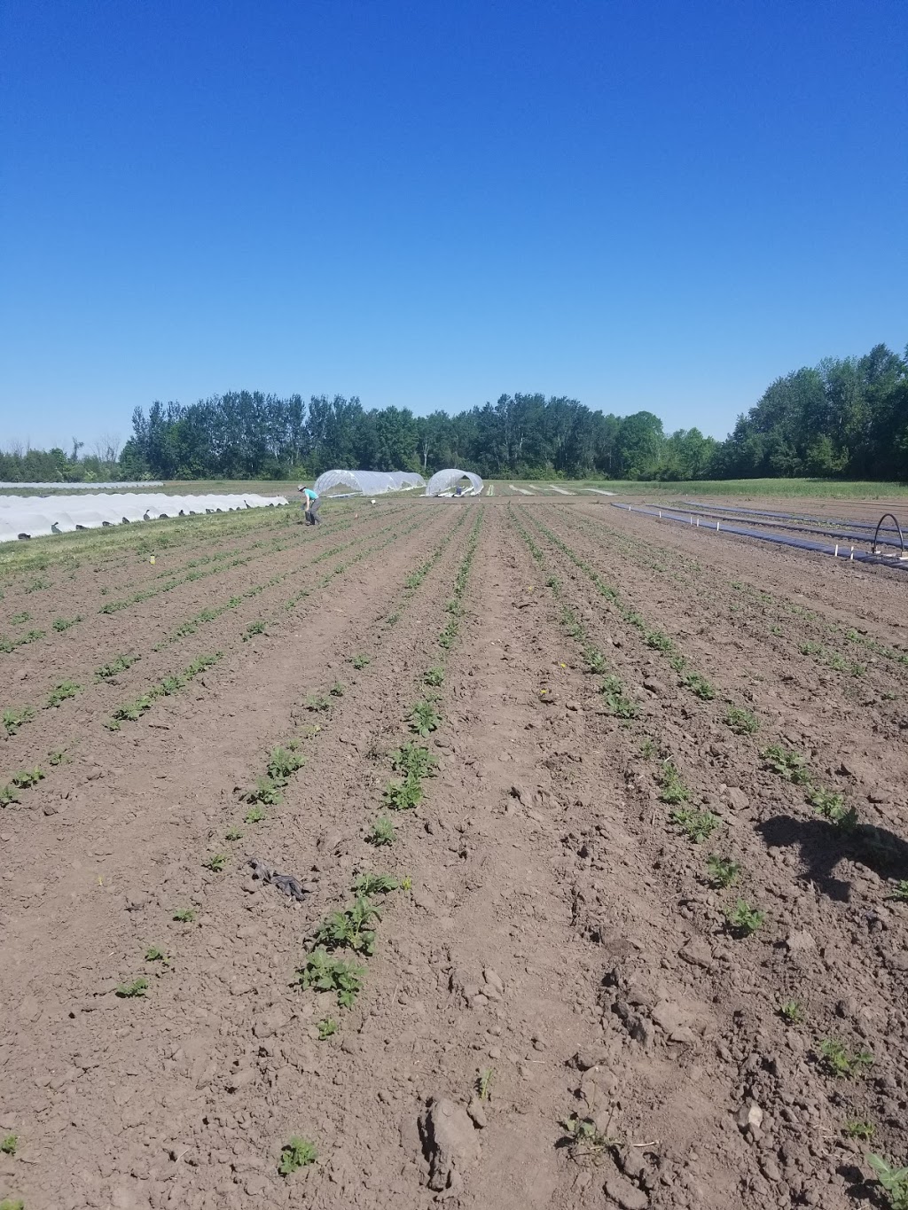 Ottawa Food Bank Farm | Munster Hamlet - Richmond, Ottawa, ON K2S 1B8, Canada | Phone: (613) 745-7001