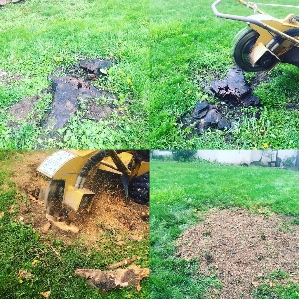 FRASER TREE CARE: Hamilton, Burlington, Stoney Creek, Grimsby | 752 Green Mountain Rd E, Stoney Creek, ON L8J 3A8, Canada | Phone: (905) 526-0502