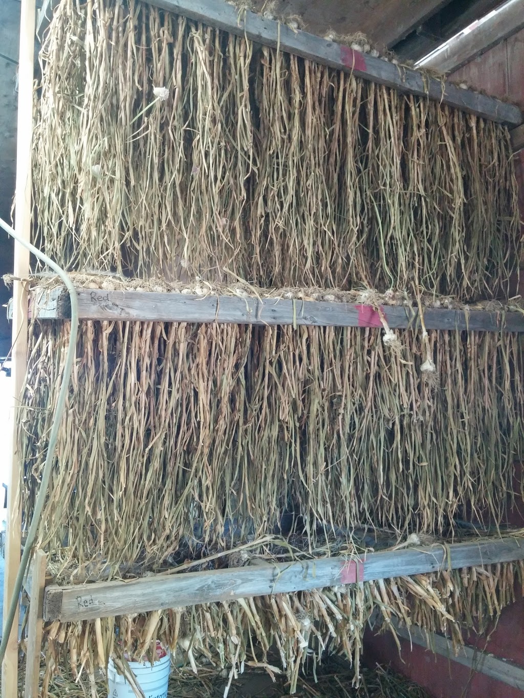 River Bell Organic Market Garden | 559 Sydenham St, Chatham-Kent, ON N0P 1M0, Canada | Phone: (519) 683-2052