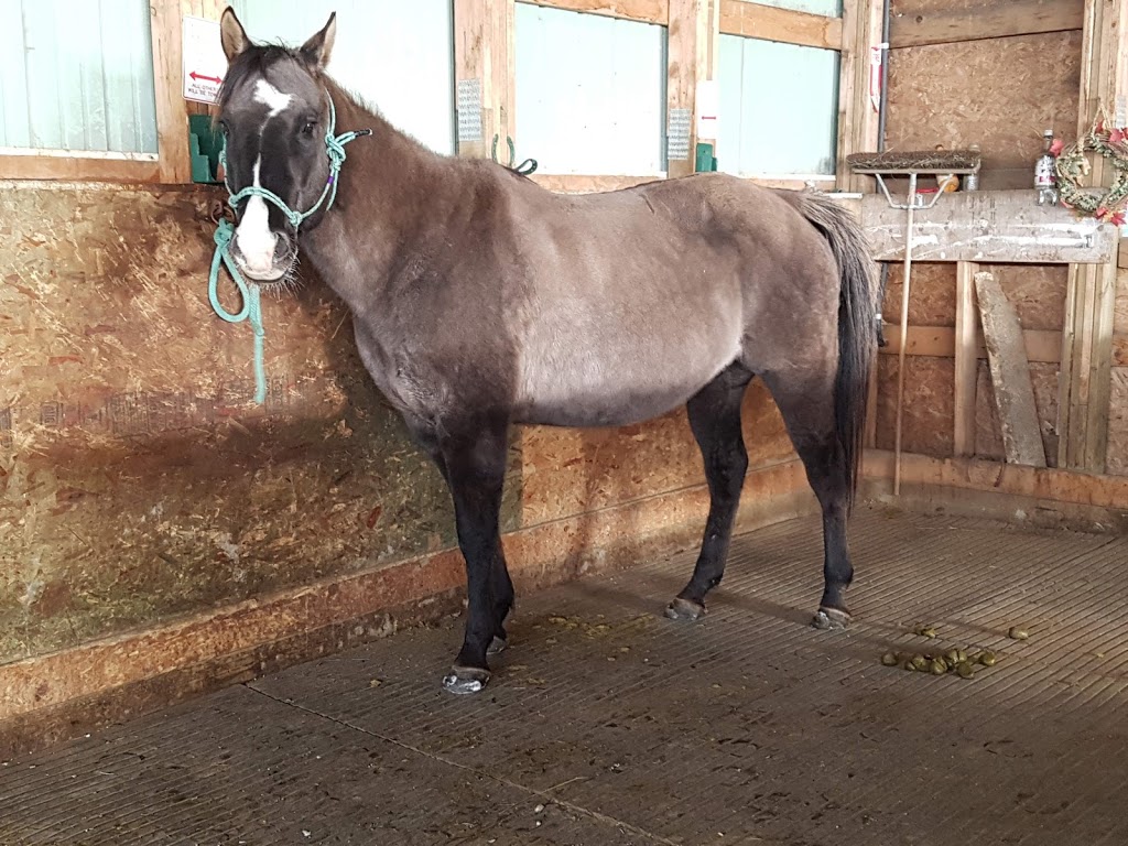 carousel riders | Moose Jaw No. 161, SK S0H 0N0, Canada | Phone: (306) 684-1289