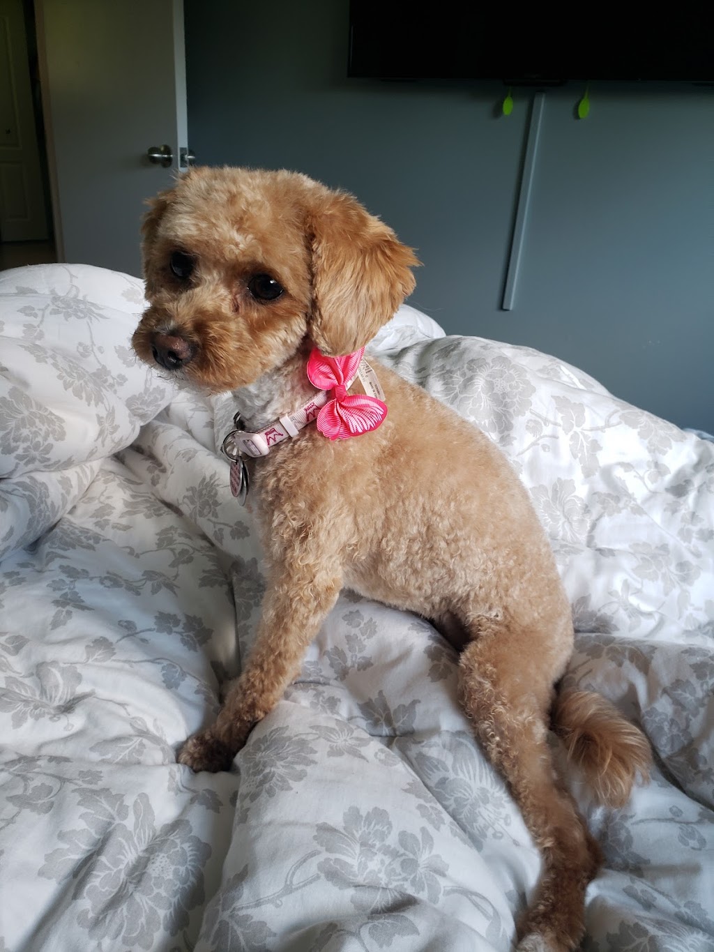 Pet Grooming | 57 Viking Rd, Winnipeg, MB R2N 4A7, Canada | Phone: (204) 951-0068