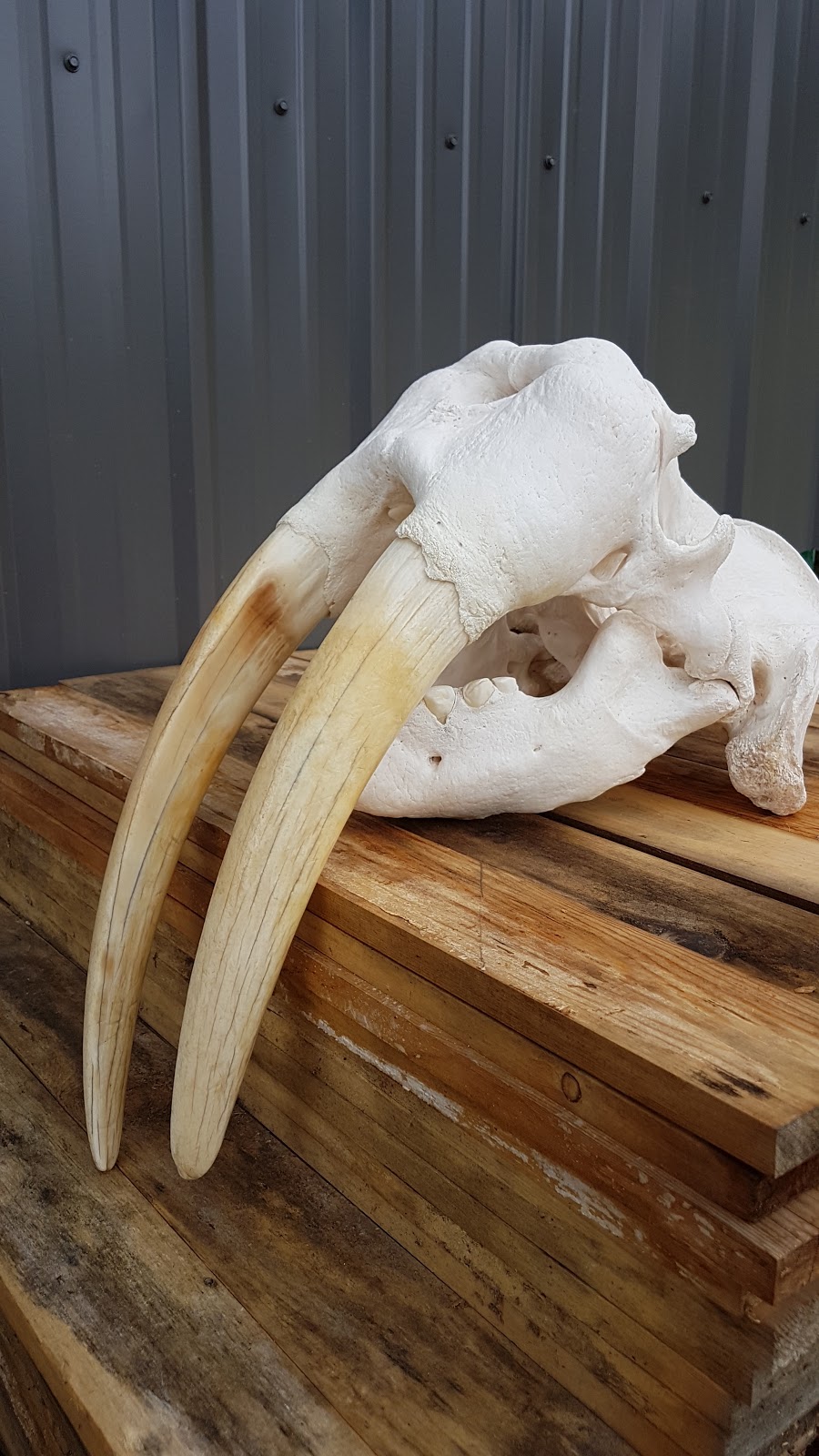 Hunters Union | 29 MacKenzie Rd, Salmon Arm, BC V1E 2Y3, Canada | Phone: (250) 832-5508