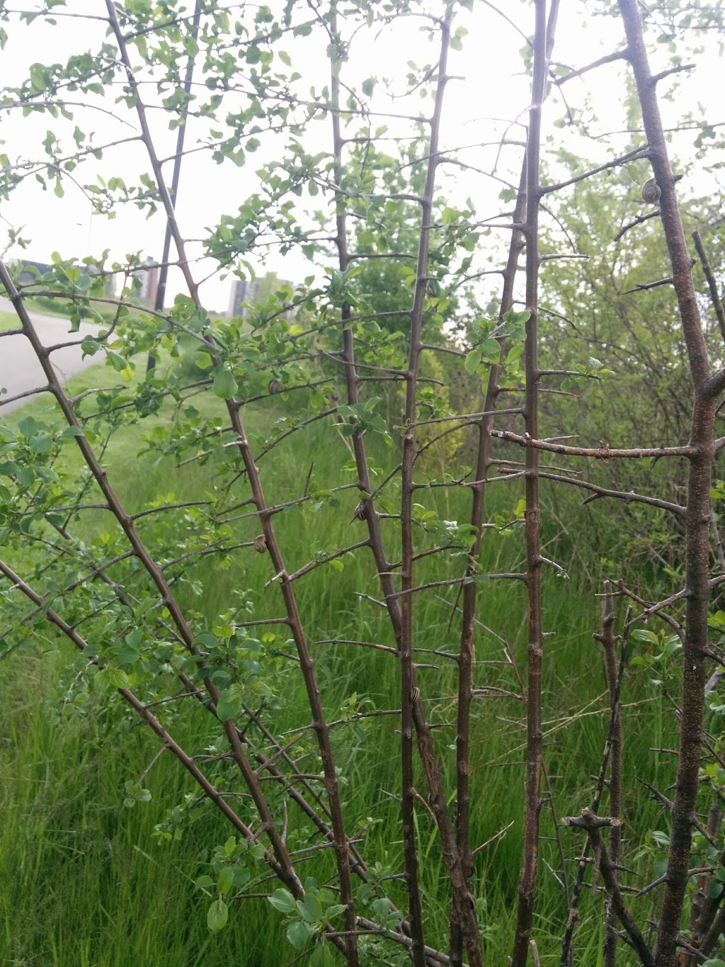 Springbank Meadows Park | 2210 Springbank Rd, Mississauga, ON L5H 3N5, Canada