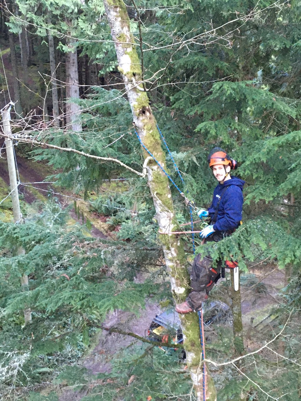 Galiano Tree Service | 398 Morgan Rd, Galiano Island, BC V0N 1P0, Canada | Phone: (250) 539-3600