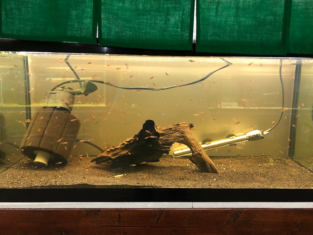 ShrimpFever Aquarium | 210 Silver Star Blvd Unit 801, Scarborough, ON M1V 5J9, Canada | Phone: (647) 667-6161