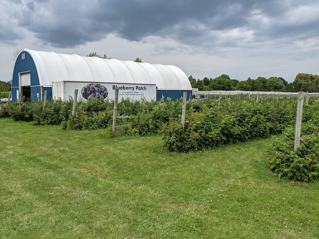 The Blueberry Patch - Field #2 | Prince Edward, ON K0K 2T0, Canada | Phone: (613) 476-1309