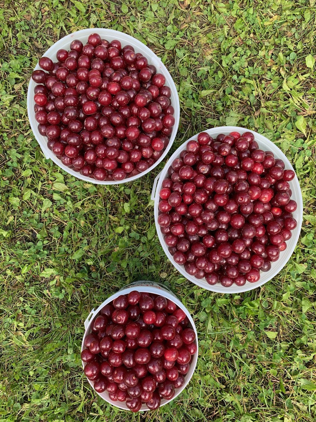 Sweet Acres Orchards | 1506, Township Rd 354, Red Deer County, AB T4G 0J3, Canada | Phone: (403) 227-1301