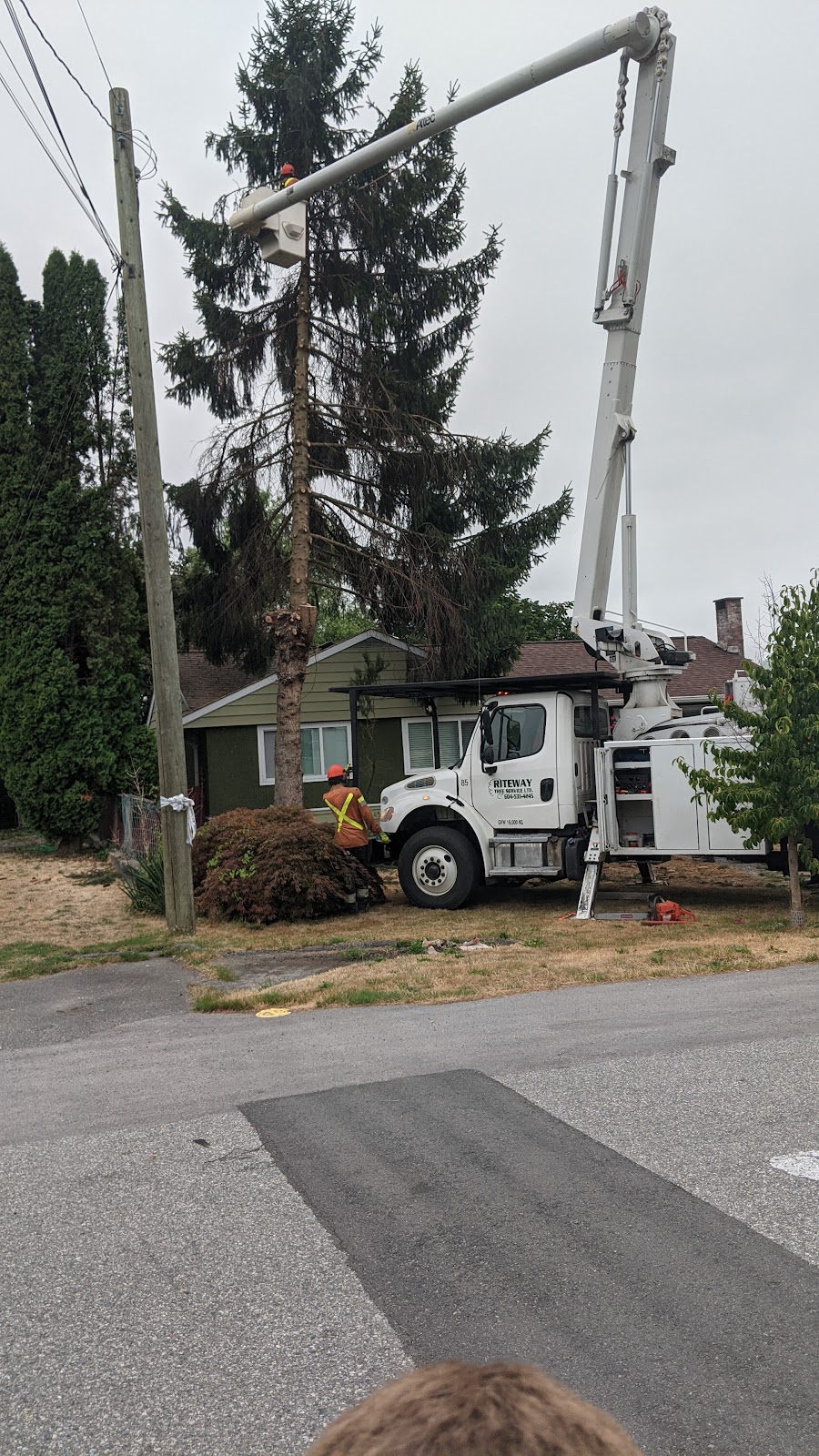 Riteway Tree Service Ltd | 3600 248 Street Aldergrove, Langley Twp, BC V4W, Canada | Phone: (604) 533-4245